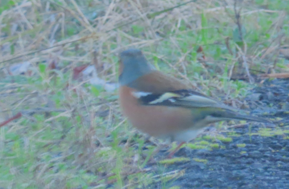 Зяблик - ML647570571