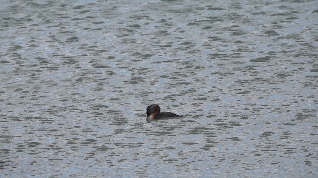 Grand Grèbe - ML647570598