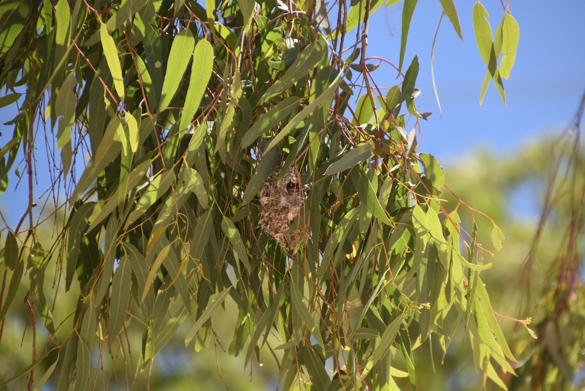 stumpnebb - ML647570607