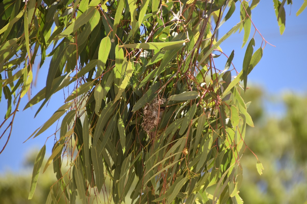 stumpnebb - ML647570608