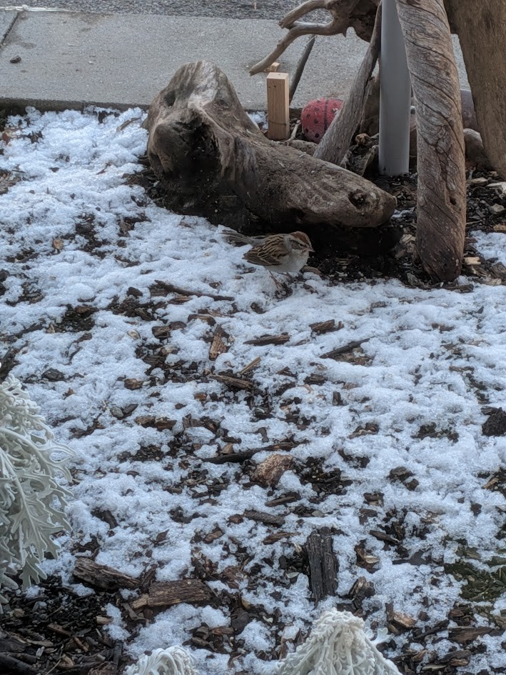 Chipping Sparrow - ML647570614