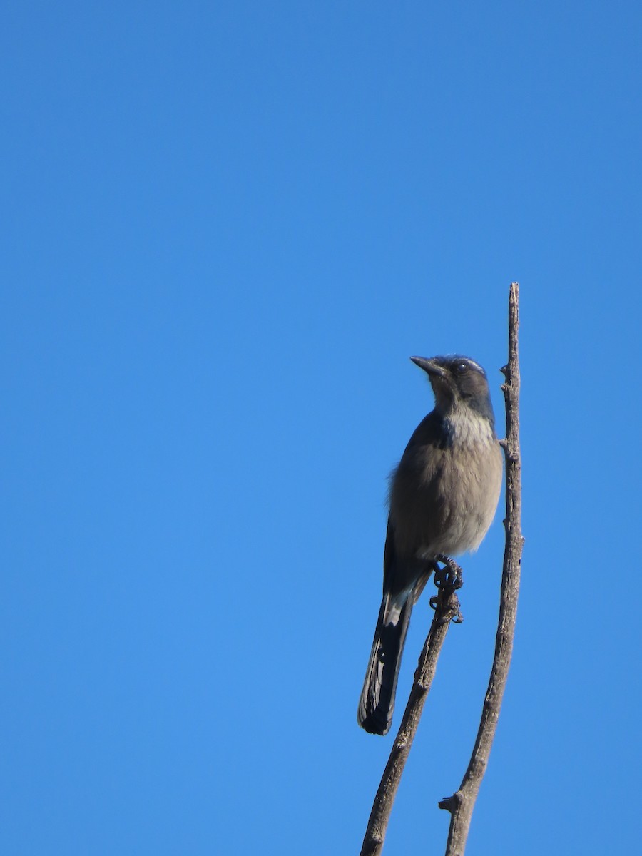 Woodhouse's Scrub-Jay (Woodhouse's) - ML647570615