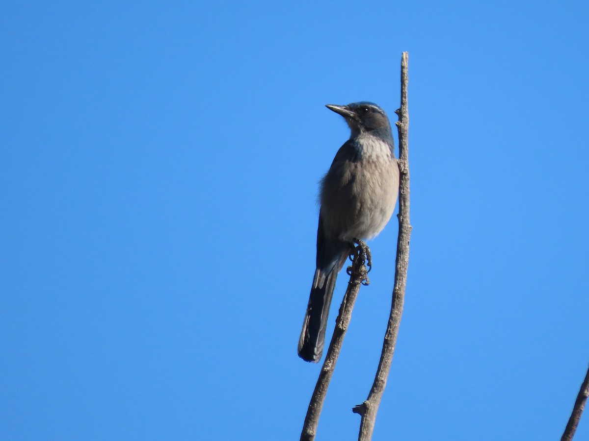 Woodhouse's Scrub-Jay (Woodhouse's) - ML647570616