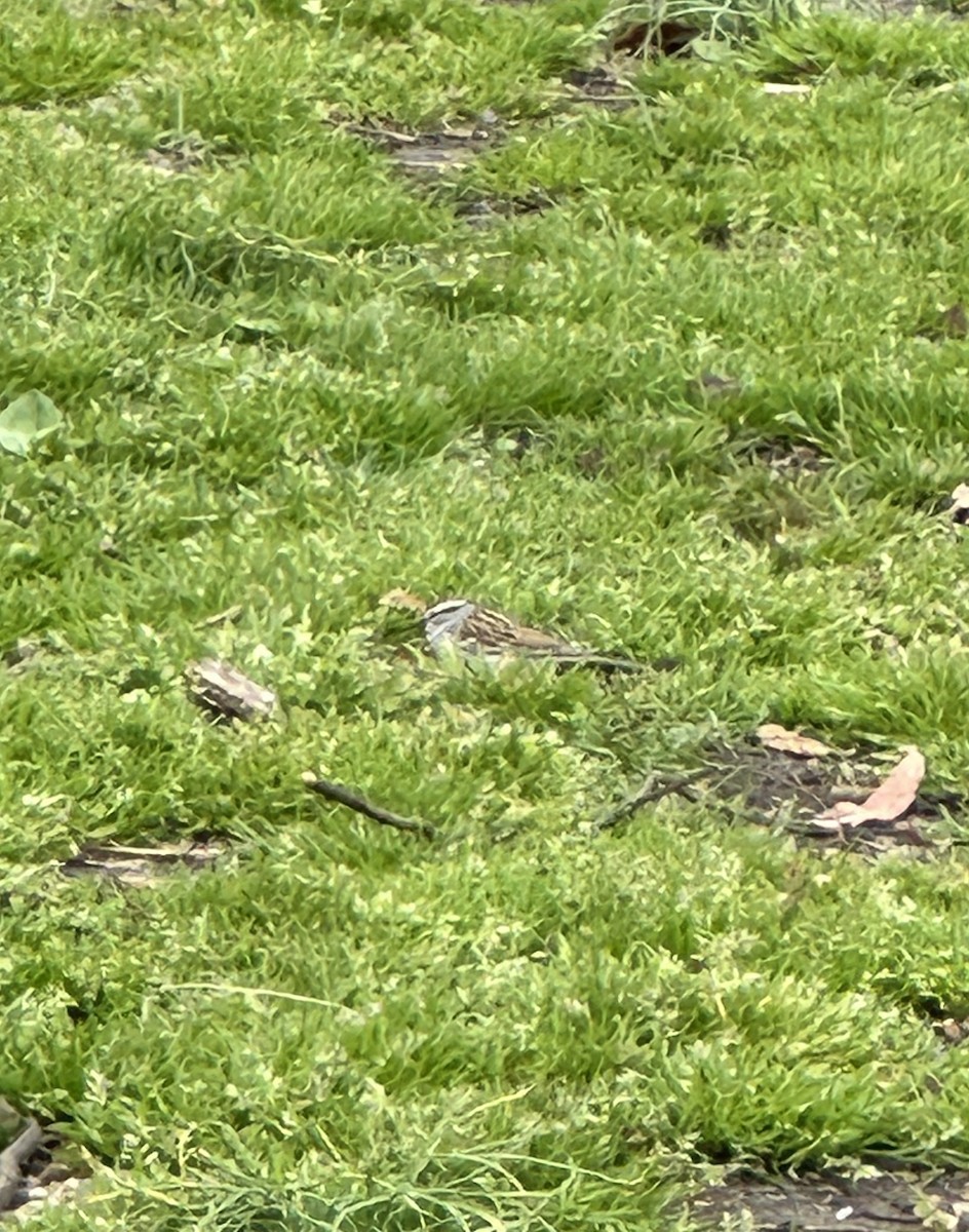 Chipping Sparrow - ML647570622