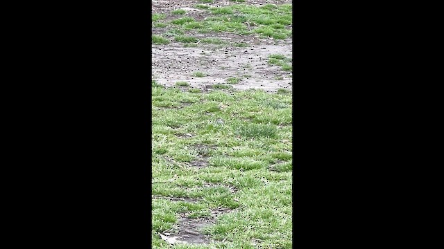 Chipping Sparrow - ML647570623