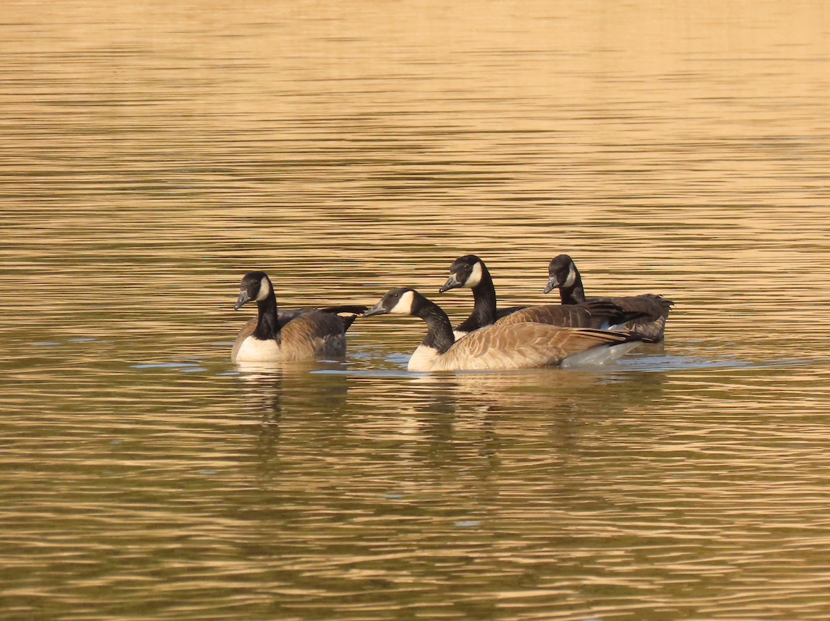 Oca canadese maggiore - ML647570626
