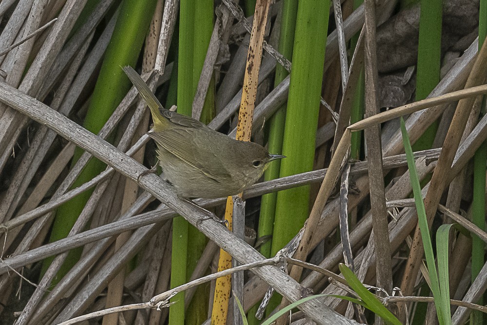 Common Yellowthroat - ML647570631