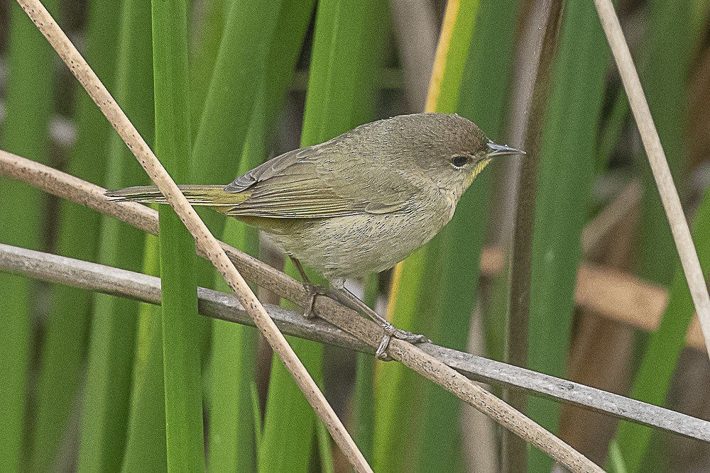Common Yellowthroat - ML647570632