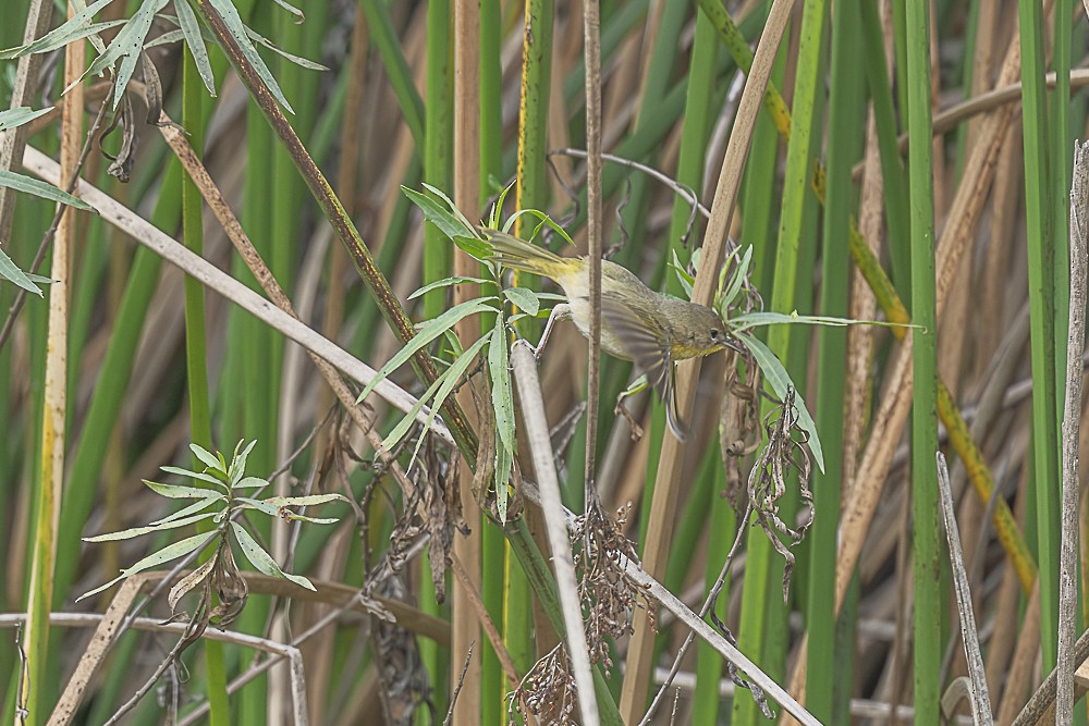 Common Yellowthroat - ML647570633
