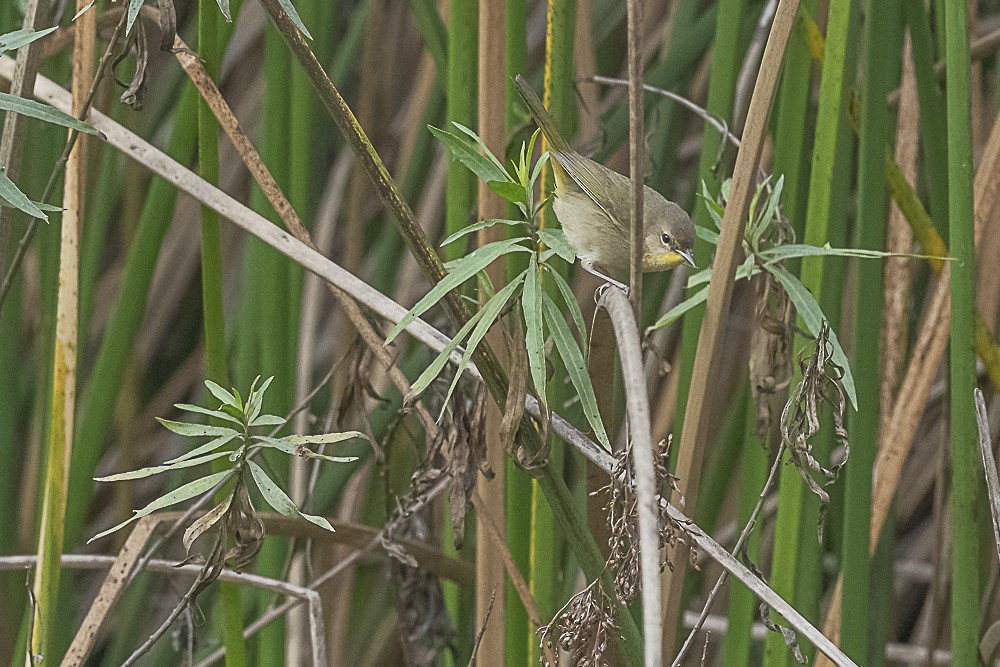 Common Yellowthroat - ML647570634