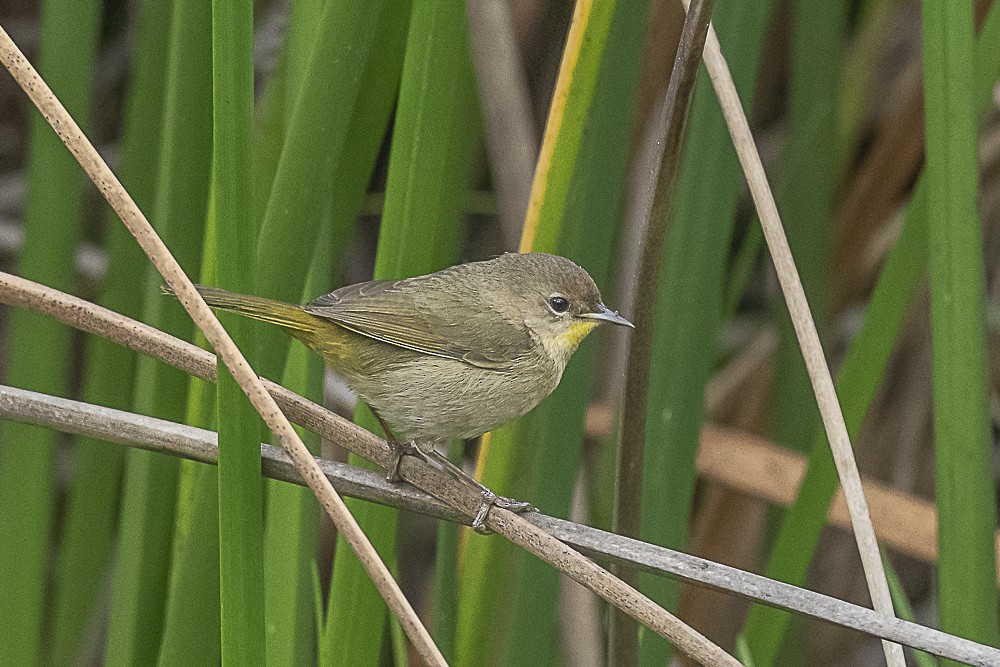 Common Yellowthroat - ML647570635