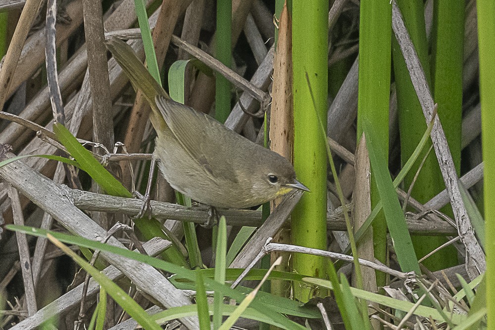 Common Yellowthroat - ML647570636