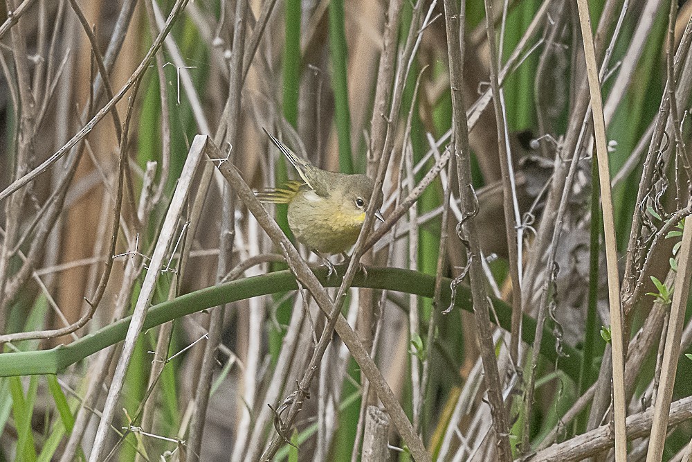Common Yellowthroat - ML647570637