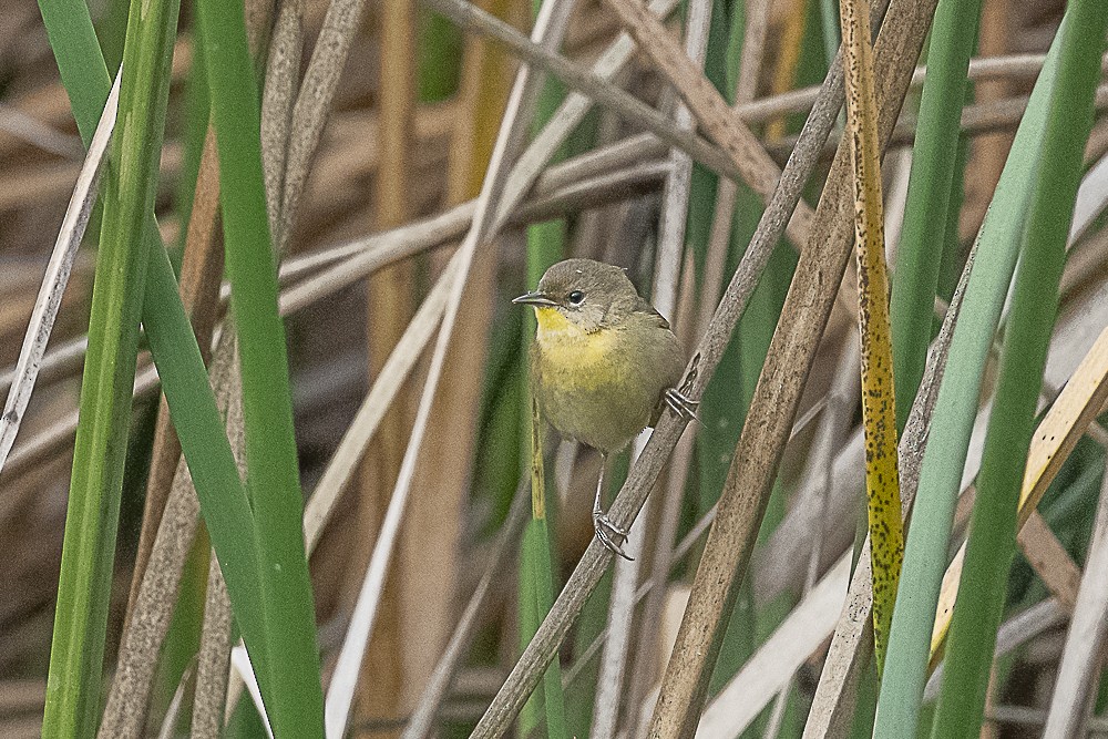 Common Yellowthroat - ML647570638