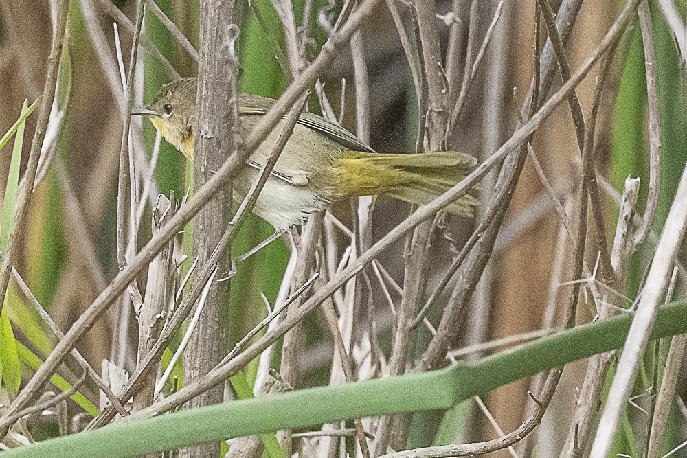 Common Yellowthroat - ML647570639