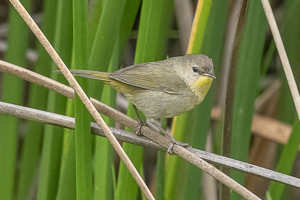 Common Yellowthroat - ML647570640