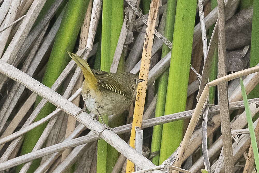 Common Yellowthroat - ML647570641