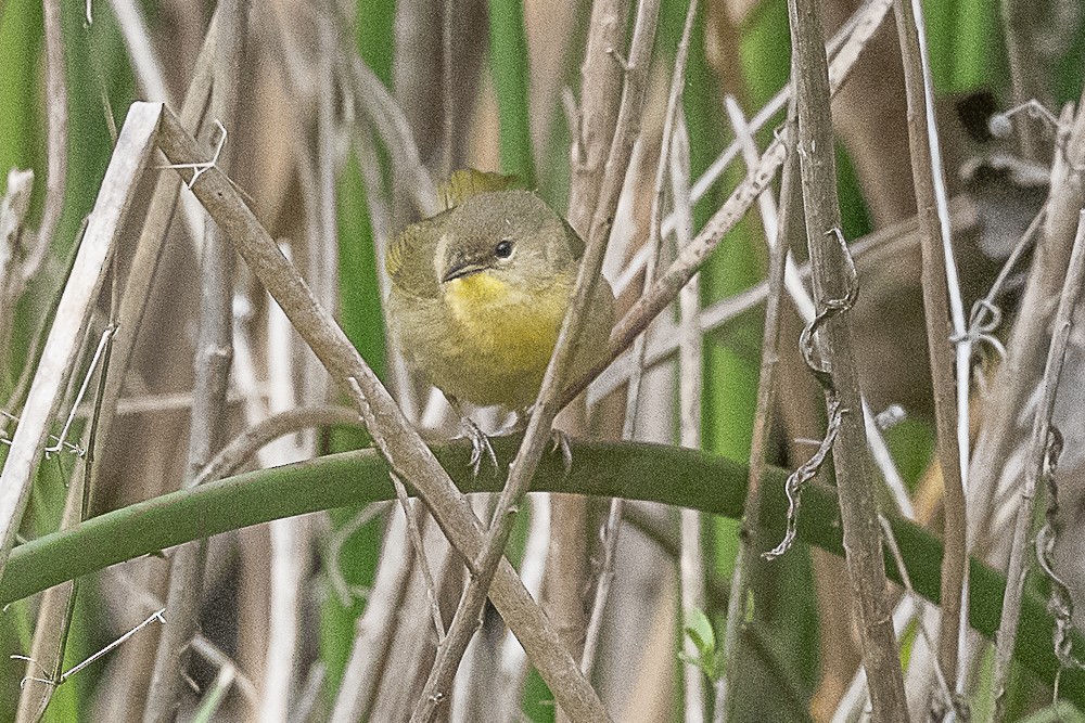 Common Yellowthroat - ML647570642
