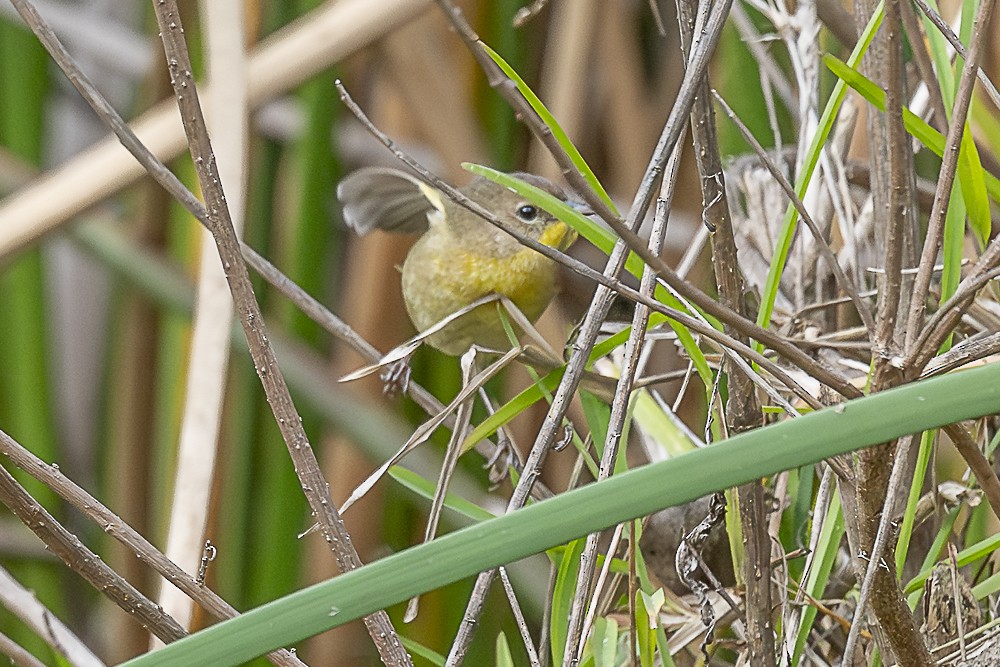 Common Yellowthroat - ML647570644