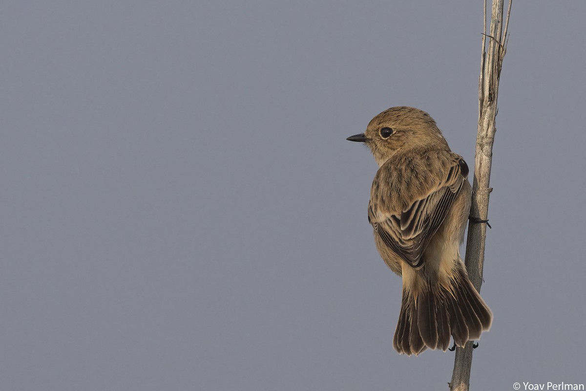 Siberian Stonechat - ML647570648