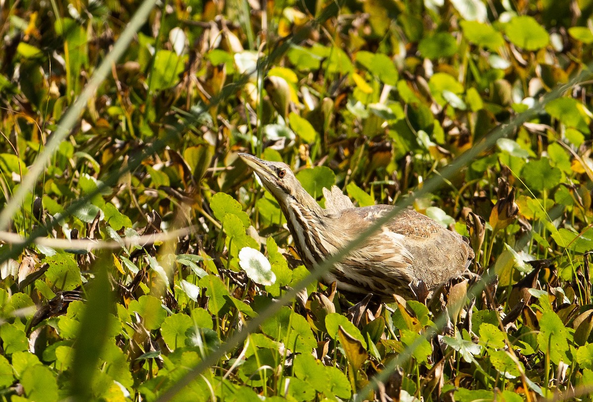 American Bittern - ML647570650