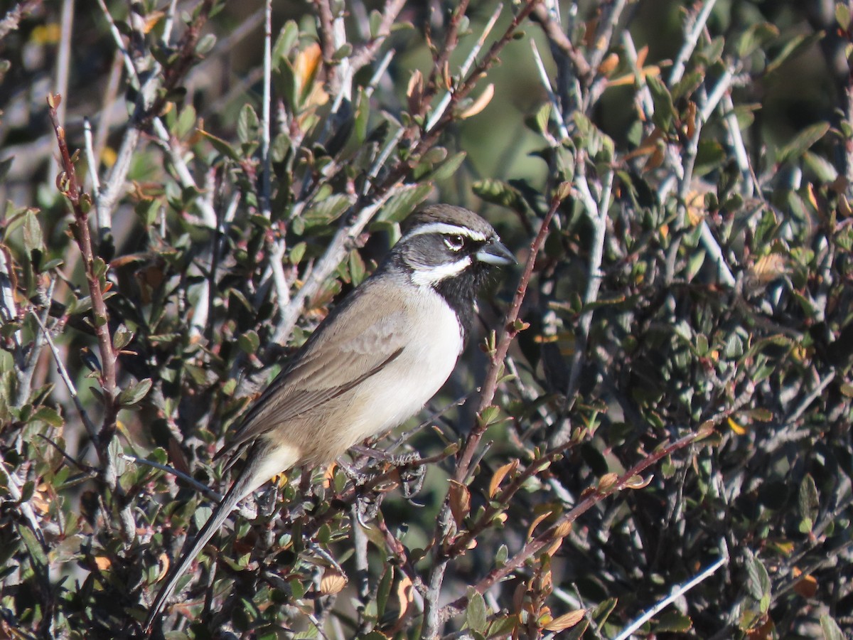 ノドグロヒメドリ - ML647570658