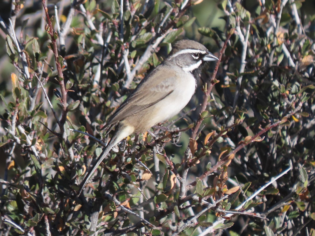 ノドグロヒメドリ - ML647570659