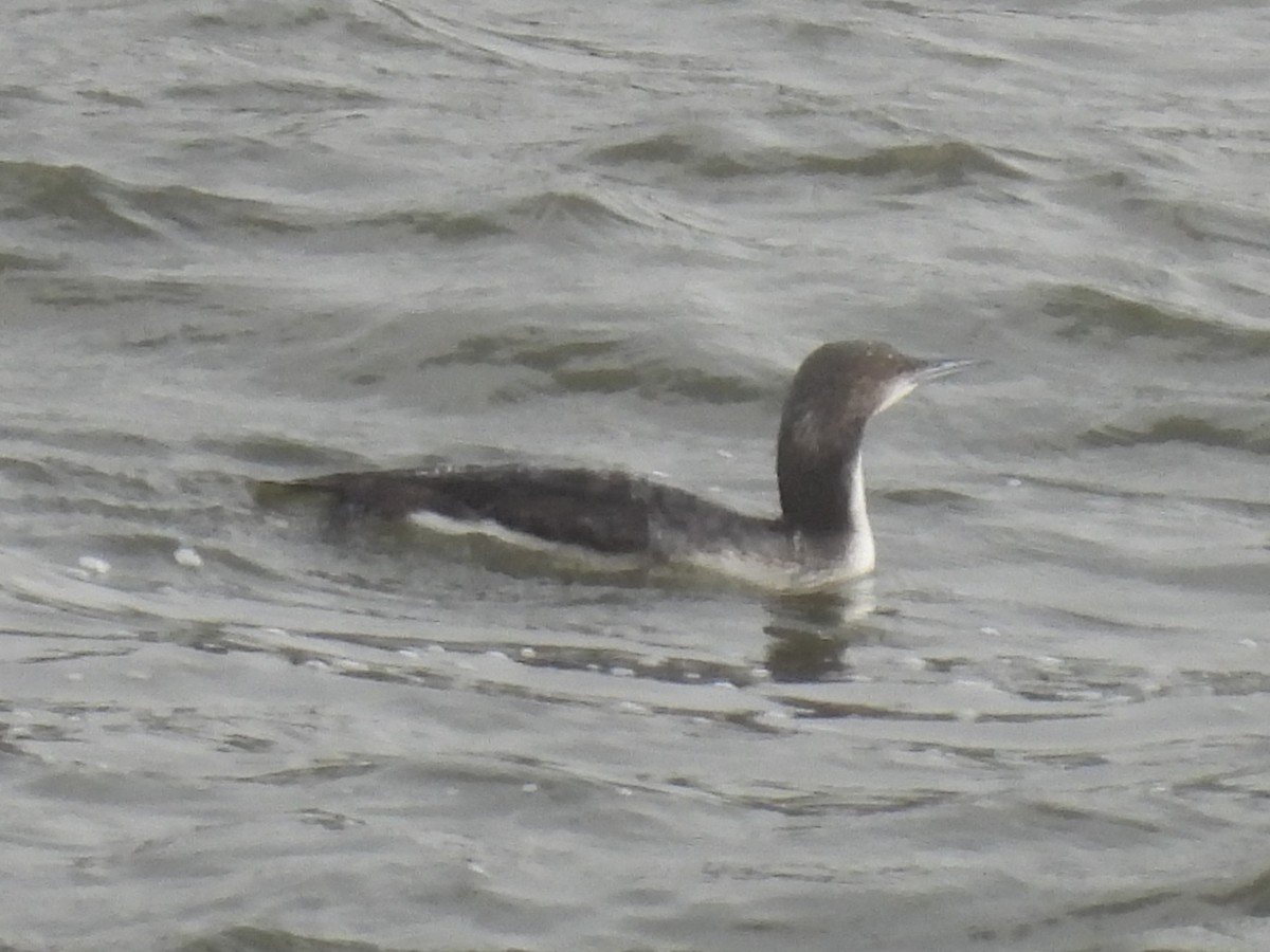 Plongeon du Pacifique - ML647570663