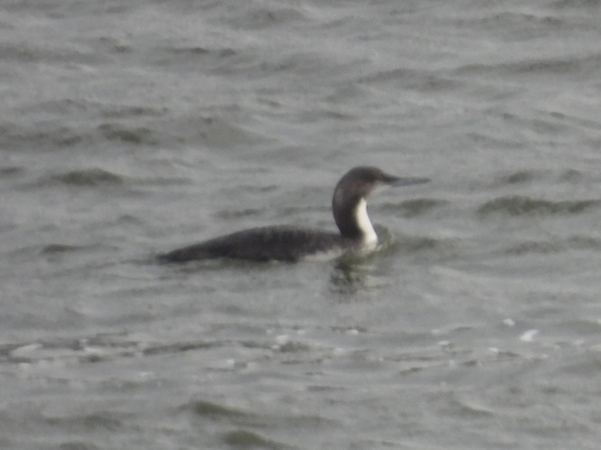 Plongeon du Pacifique - ML647570664