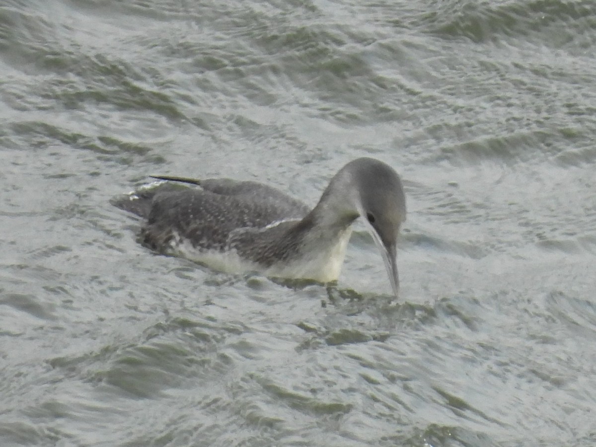 Plongeon catmarin - ML647570669