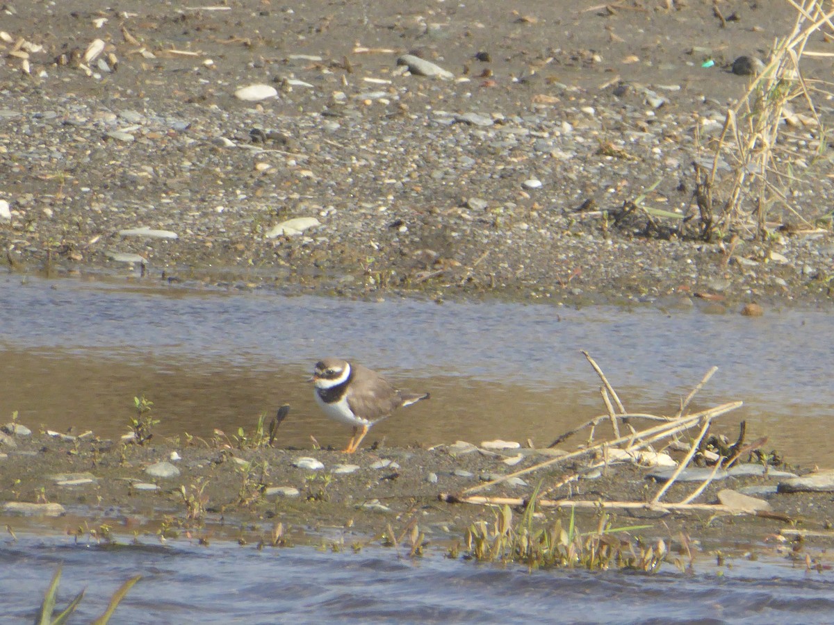 Галстучник - ML647570672