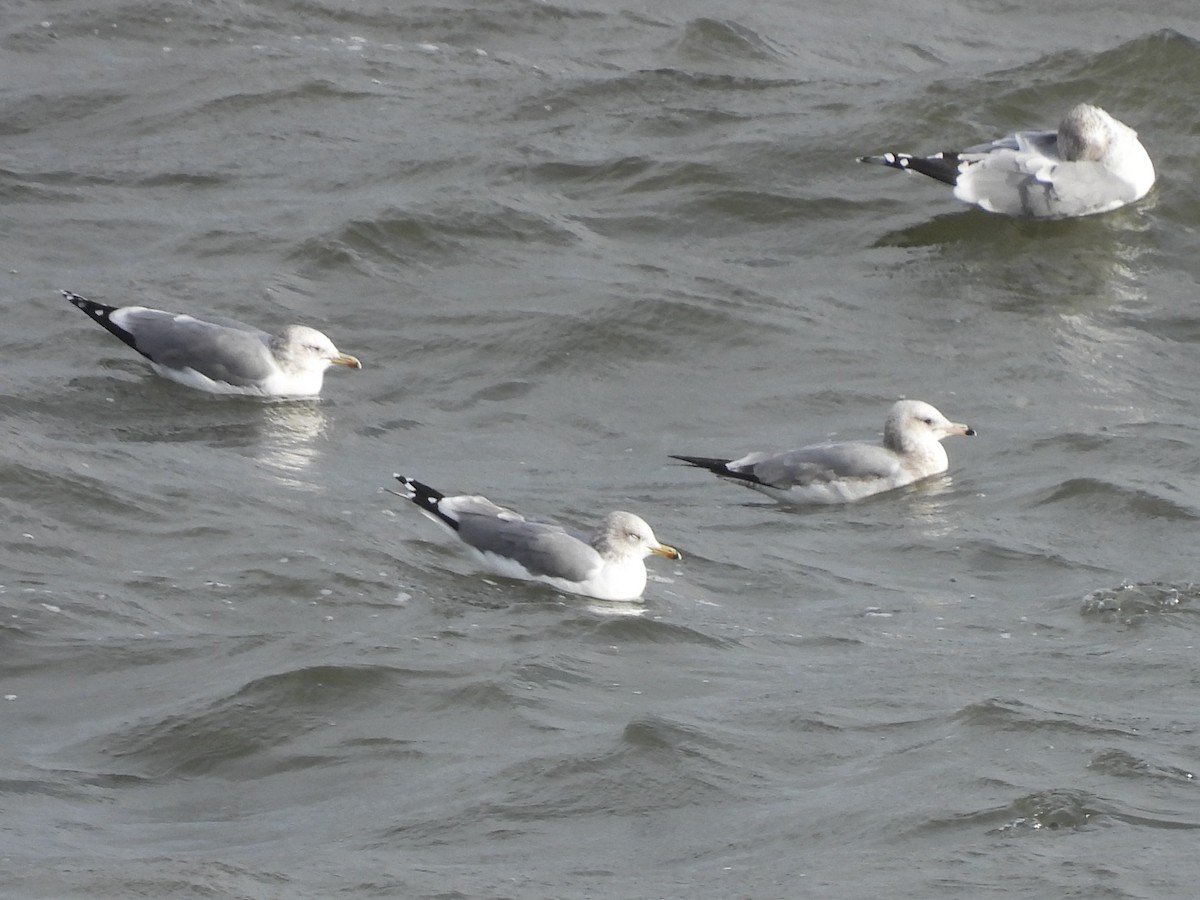 Goéland de Californie - ML647570676