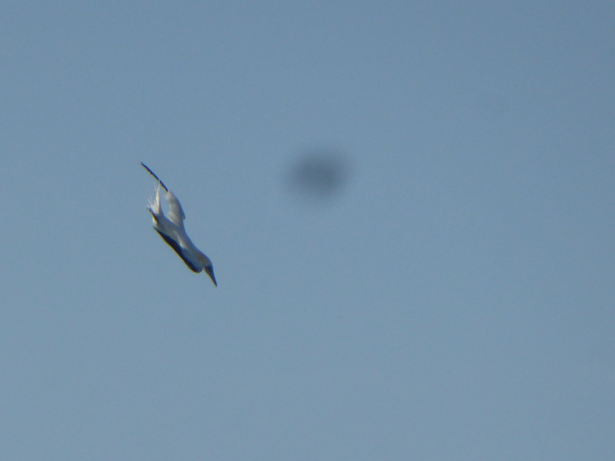 Северная олуша - ML647570677