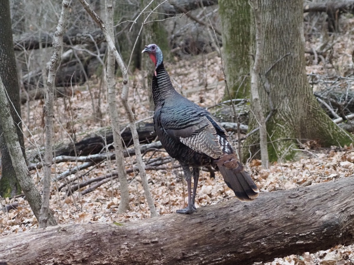 Dindon sauvage - ML647570686