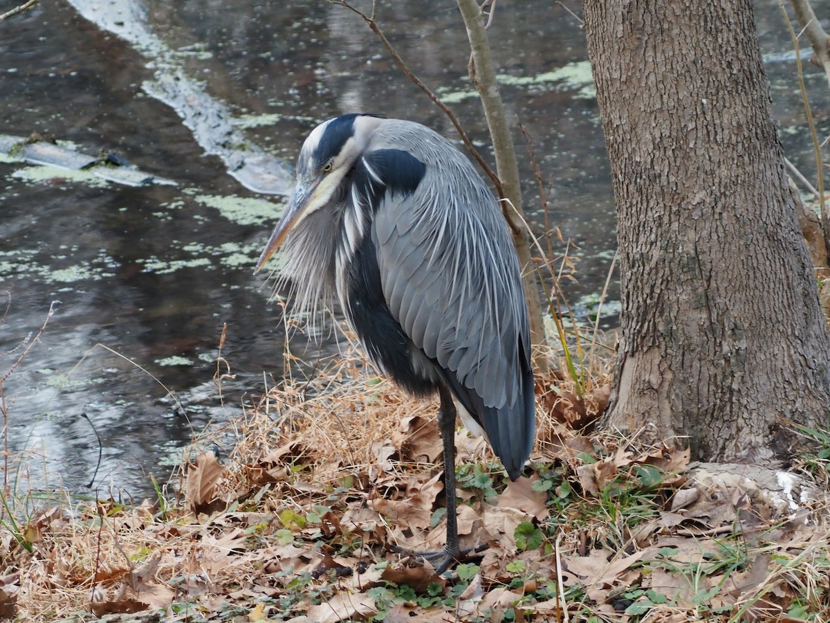 Grand Héron - ML647570703