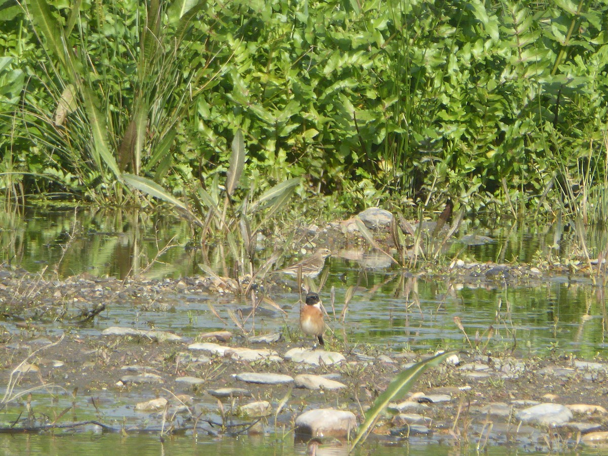 Черноголовый чекан - ML647570704