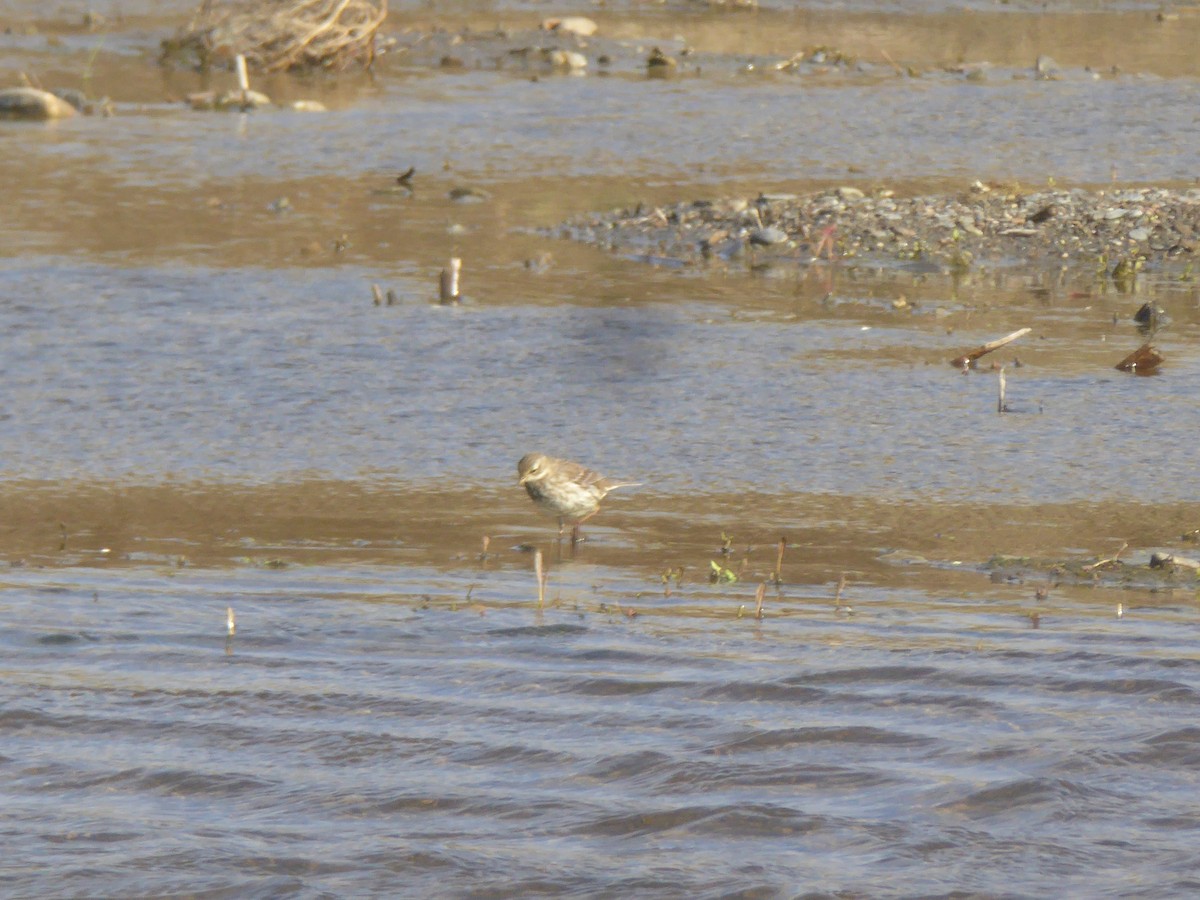 Горный конёк - ML647570726