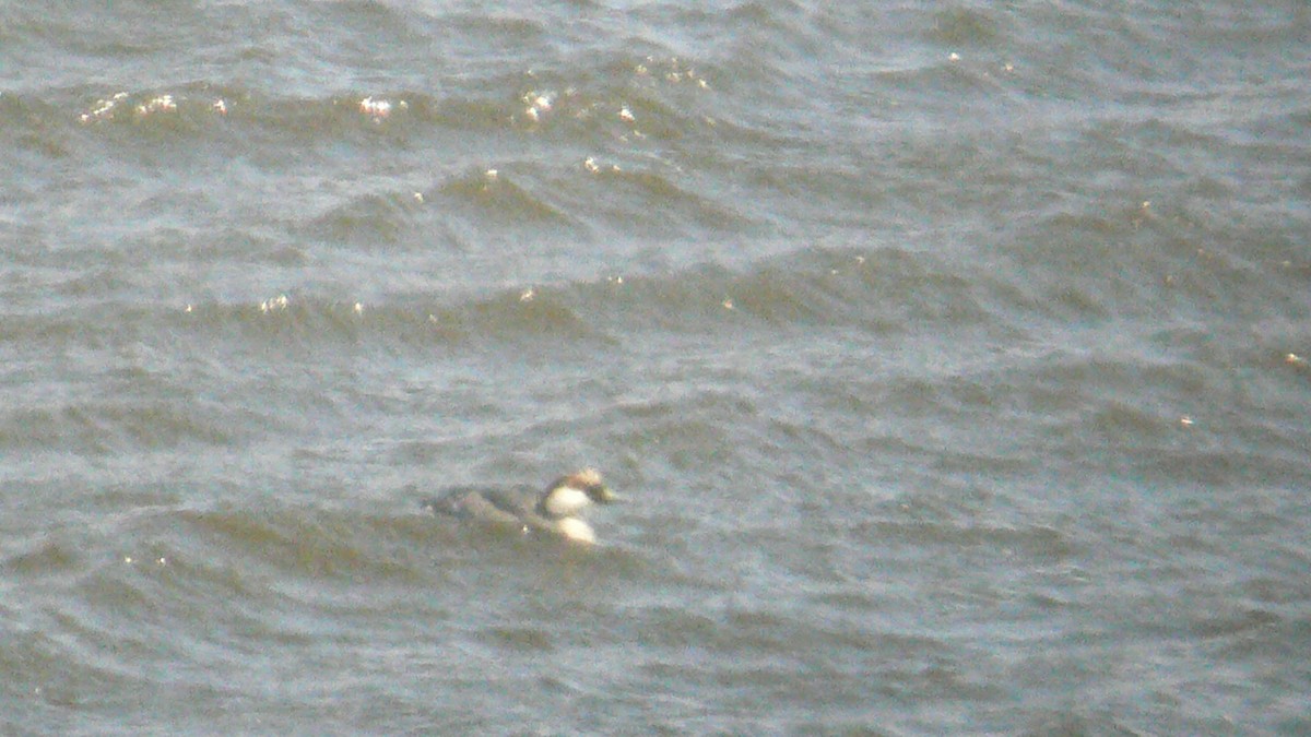 מרגון גמדי - ML647570738