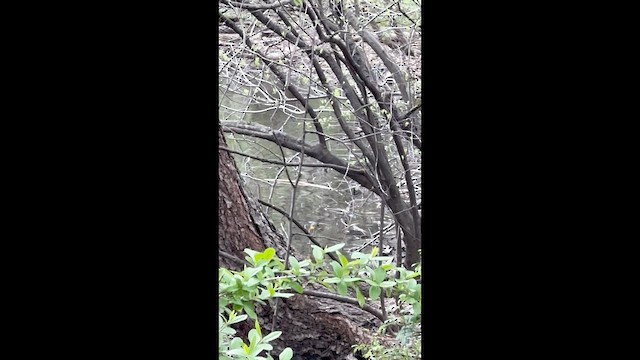 Prothonotary Warbler - ML647570778