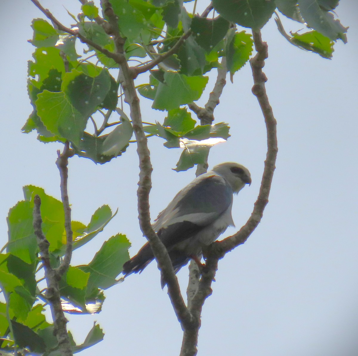 Mississippi Kite - ML647570794