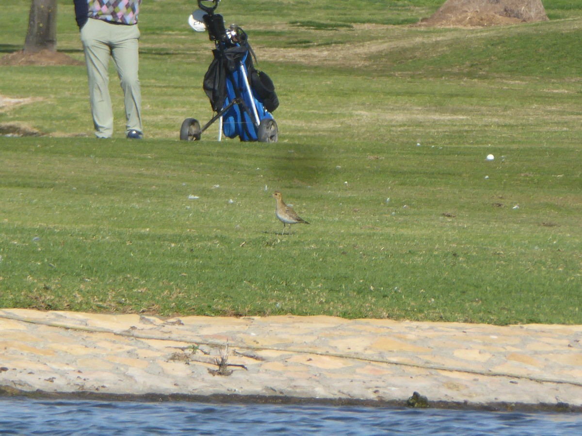 Золотистая ржанка - ML647570806