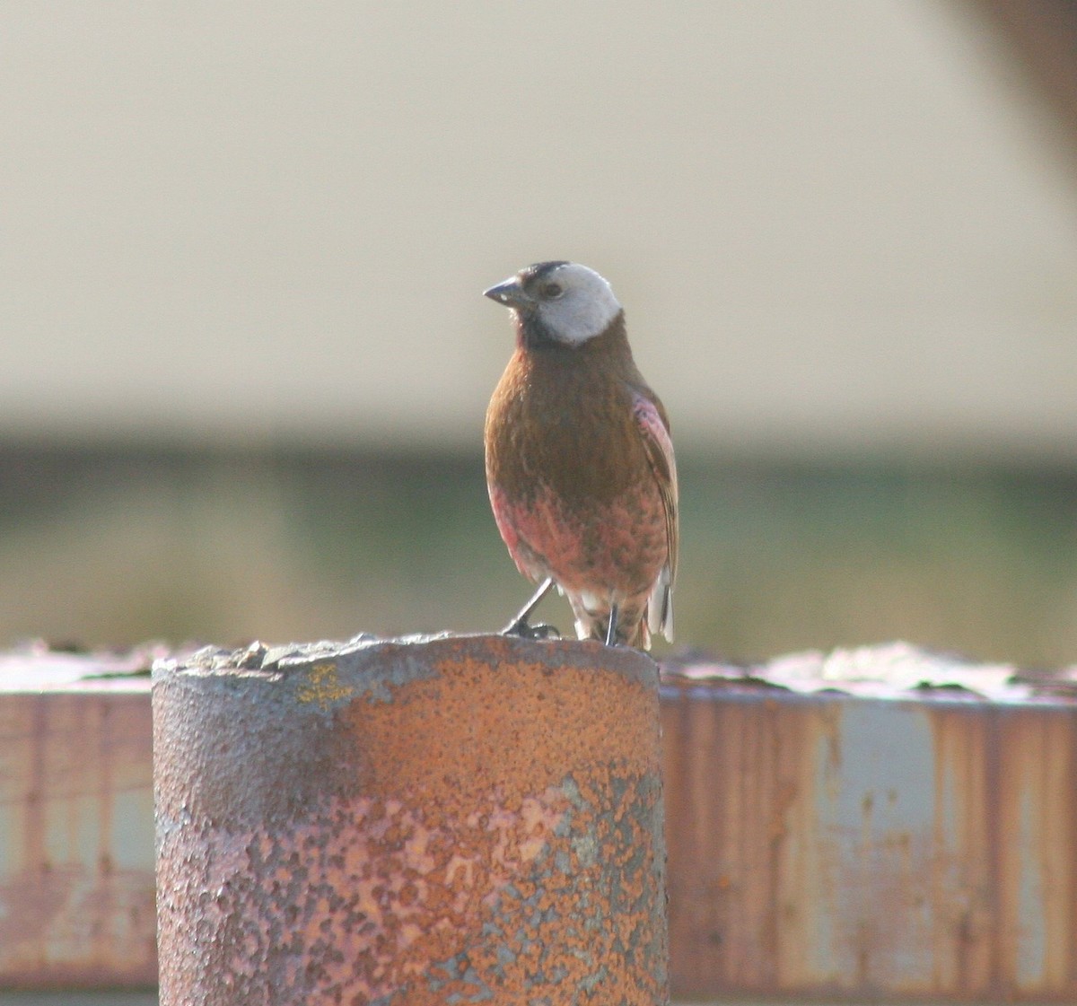 Pinzón Montano Nuquigrís - ML647570809