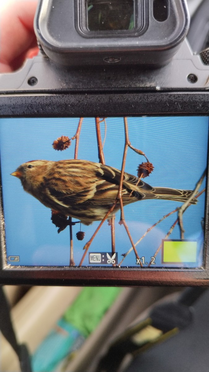 Чечётка - ML647570810