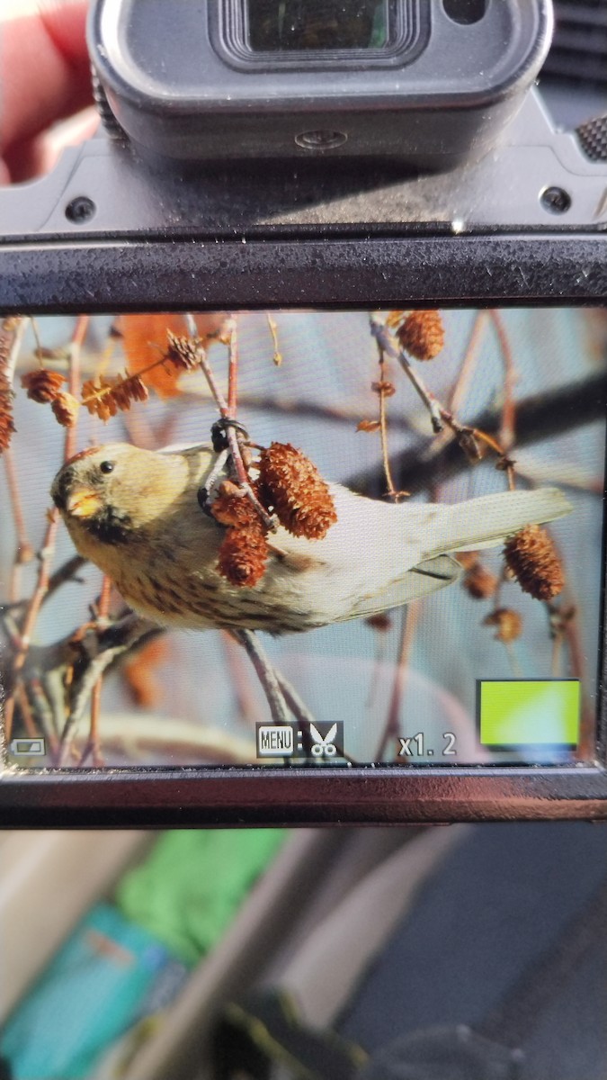 Чечётка - ML647570811