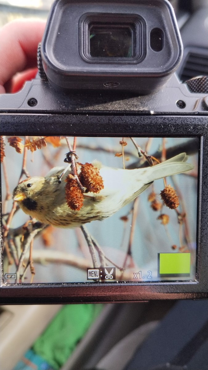 Чечётка - ML647570812