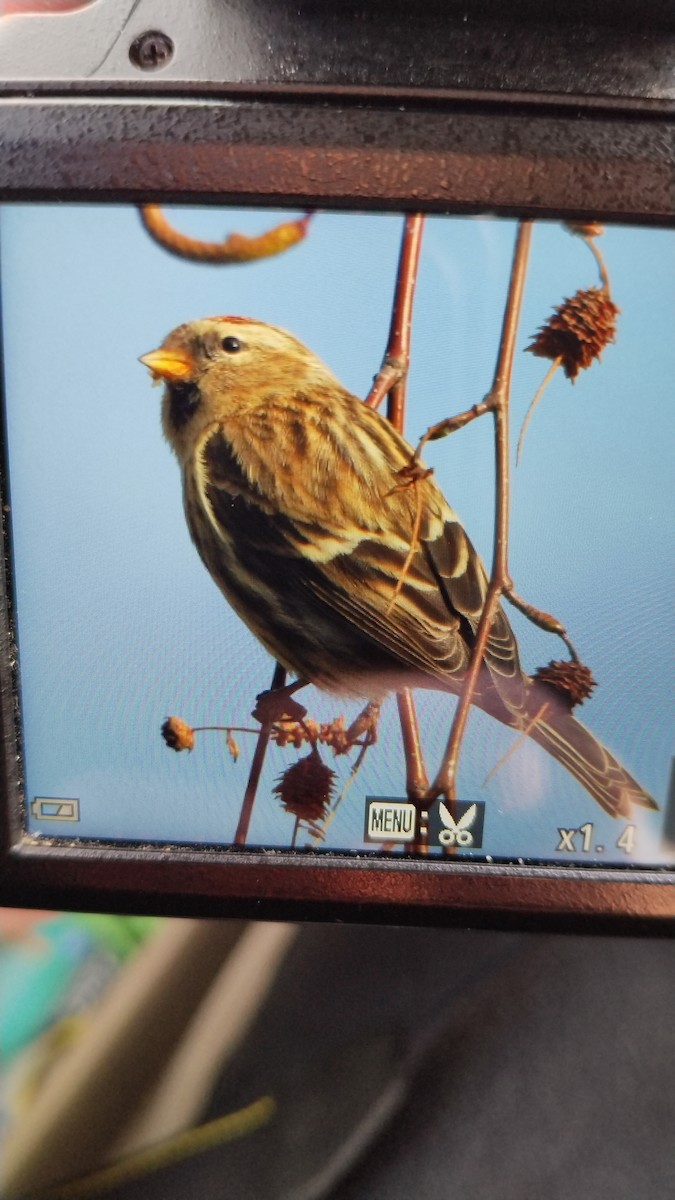 Чечётка - ML647570813