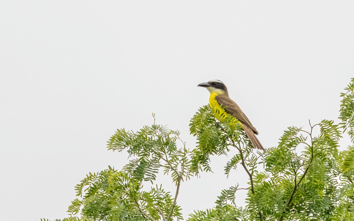 Boat-billed Flycatcher - ML647570816