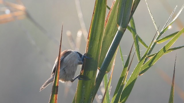 רמית - ML647570817