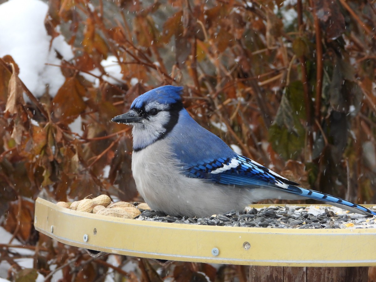 sojka chocholatá - ML647570870