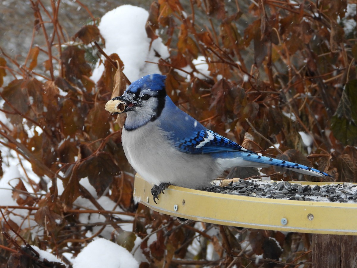 sojka chocholatá - ML647570871